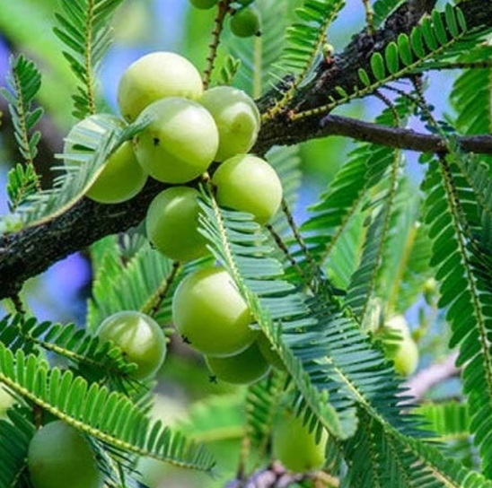 Make Your Own Triphala: Harad, Amla and Baheda in the Right Ratio