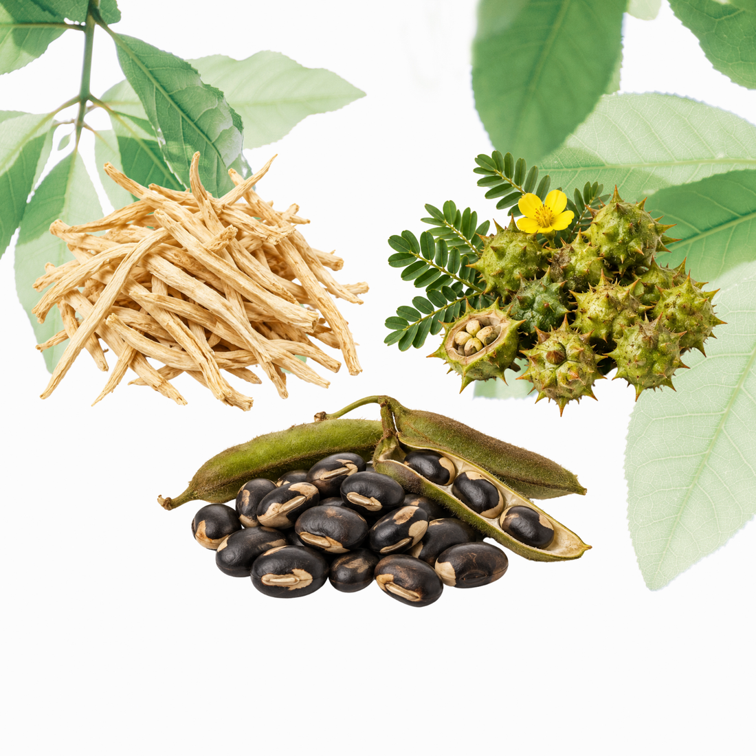 Safed Musli, Gokhru and Kaunch Beej: The Three Strength Herbs